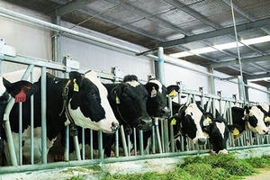 Một vòng khám phá trang trại “thông minh” của Vinamilk