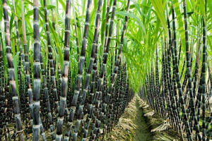 Chứng khoán Rồng Việt (VDSC): Đường Quảng Ngãi (QNS) hưởng lợi khi 'cơn gió ngược' ngành đường khắc phục