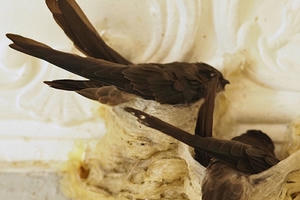 Nuôi chim yến có phải lập kế hoạch bảo vệ môi trường?