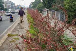 Đào rừng ngập tràn Thủ đô, giá tiền triệu mỗi cành