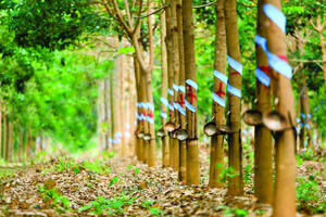 Cao su Phước Hòa (PHR): Cổ phiếu tăng trần, đặt mục tiêu lãi trước thuế 2026 hơn 950 tỷ đồng