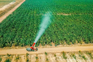 HAGL Agrico (HNG): Doanh thu tăng trưởng 38%, lãi gộp chuyển dương nhờ tái cơ cấu mạnh mẽ