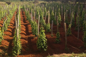 Phát triển nông nghiệp xanh tạo thương hiệu sản phẩm trên thị trường thế giới