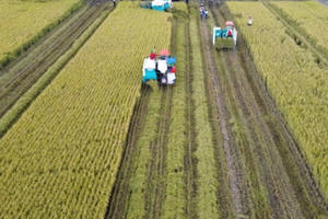 Sơ kết 2 năm thực hiện đề án 1 triệu ha lúa chất lượng cao