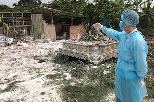 Dịch tả lợn châu Phi lan nhanh, chưa có dấu hiệu dừng lại