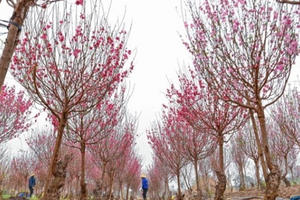 Tin kinh tế 6AM: Hàng Tết quay đầu giảm giá; Giá dầu thế giới chạm đỉnh 1 năm