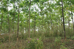 Cây cao su - nỗi lo mang tên “vàng trắng” đối với người dân Sơn La