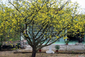 Nổi nhất miền Tây: Cây mai có gốc to như thân người, giá 4 tỷ đồng