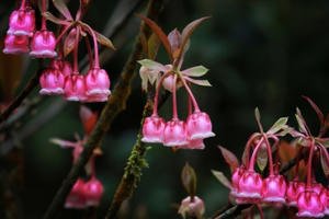 Đầu năm ngẩn ngơ với hoa đào chuông nở rộ trên đỉnh Bà Nà!