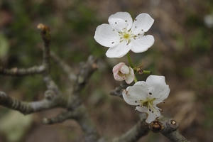 Cận cảnh hoa lê trắng tinh khôi khoe sắc giữa lòng Thủ đô