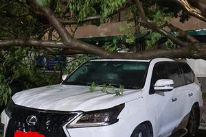Hy hữu màn đỡ cây đổ đầy xót xa trong đêm mưa lớn tại Hà Nội: Lexus LX 570 giá chục tỷ bẹp rúm nóc xe