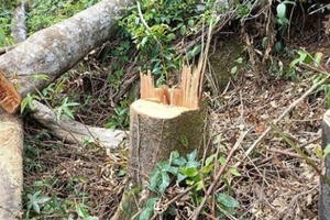 Lâm Đồng: Xem xét, đề xuất hình thức kỷ luật phó chủ tịch huyện Đam Rông