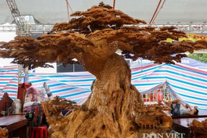 Ngỡ ngàng khúc gỗ được rao bán 10 tỷ đồng tại hội chợ ở Hà Nội