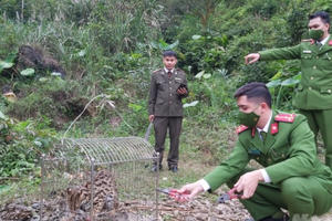 Tuyên Quang: Thả cá thể mèo rừng về với tự nhiên
