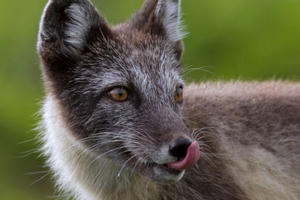 Hình ảnh ấn tượng tuần qua: Chú cáo Bắc Cực "đi du lịch" từ Na Uy sang Canada
