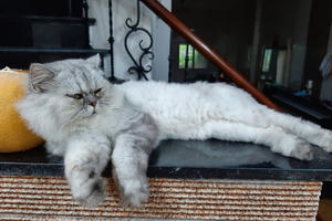 TP.HCM hỗ trợ 50% chi phí tiêm vaccine phòng dại ở 5 huyện ngoại thành