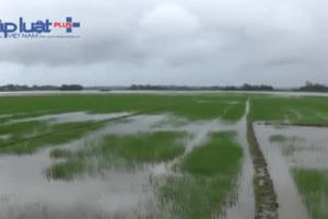 Bình Định: Hàng trăm ha lúa Đông Xuân bị ngập do mưa lớn