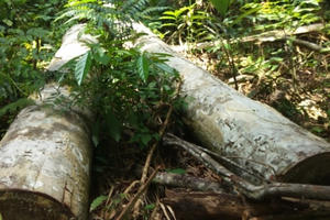 Phá rừng lấy đất ở Ea Kar: "Cò" xưng là đệ tử lãnh đạo Công ty lâm nghiệp Ea Kar để bán đất