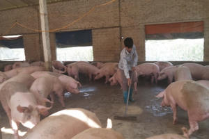 Thủ tướng giao Bộ NNPTNT đưa giá lợn hơi xuống dưới 75.000 đồng/kg