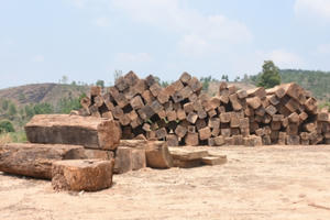 Kon Tum: Nghi vấn vụ 84 m3 gỗ không rõ nguồn gốc được “trà trộn” rồi kéo ra khỏi rừng