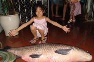 Chuyên gia săn cá khủng Hồ Tây và chuyện bắt trắm đen 2,5 tạ ở Việt Trì