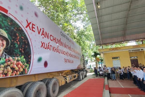 Vải thiều chín sớm, đặc sản Bắc Giang vượt biên giới vào Nhật Bản, Mỹ, EU