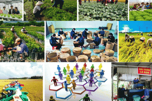 Quỹ hỗ trợ phát triển hợp tác xã hoạt động không vì lợi nhuận