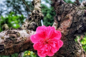 Giống đào quý hiếm của làng hoa Nhật Tân