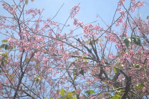 Hoa mai anh đào Đà Lạt khoe sắc những ngày đầu năm mới Hoa mai anh đào Đà Lạt khoe sắc những ngày đầu năm mới