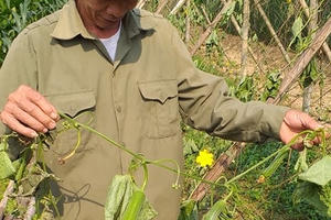 Người thương binh già chết lặng khi cả vườn mướp của gia đình bị kẻ gian phá hoại