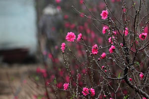 90 Mùa Xuân Đảng và khát vọng Việt Nam hùng cường