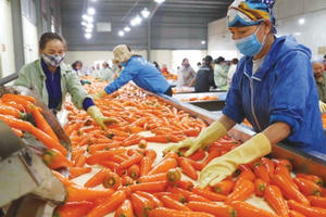 Việt Nam - Ấn Độ: Còn nhiều dư địa phát triển thị trường nông sản