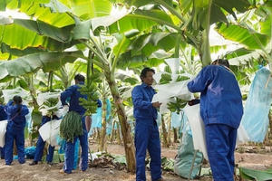 Liên tục thua lỗ, cổ phiếu của HAGL Agrico bị đưa vào diện kiểm soát