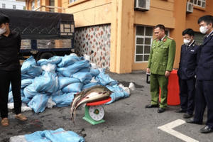 Lào Cai: Bắt giữ hơn 3 tấn cá tầm sống không rõ nguồn gốc