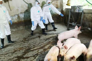 Bao lâu nữa mới có vaccine chống dịch tả lợn châu Phi?