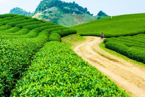 Tập đoàn TH ra mắt sản phẩm mới - Trà tự nhiên TH true TEA Tập đoàn TH ra mắt sản phẩm mới - Trà tự nhiên TH true TEA