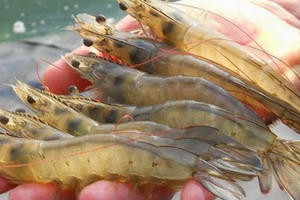 Nghệ An: Dịch bệnh lan rộng, tôm nuôi chết hàng loạt