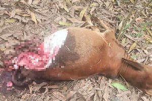 Nghệ An: Kẻ gian đột nhập, xẻ thịt bê lấy thịt và nội tạng ngay tại chuồng