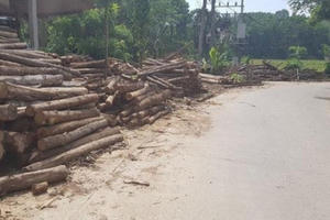 Phú Thọ: Thuế cao, nhiều hộ cá thể kinh doanh, sản xuất dăm gỗ phải dừng sản xuất