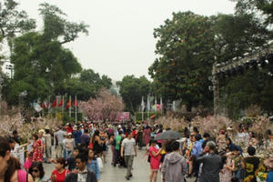 Du khách háo hức chụp ảnh cùng hoa anh đào Nhật Bản