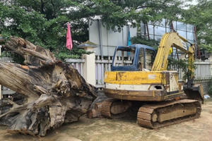 Công ty TNHH MTV Lâm nghiệp Ea Kar gửi văn bản trả lời về việc 18 cây gỗ bị đốn trộm sau khi Pháp luật Plus thông tin