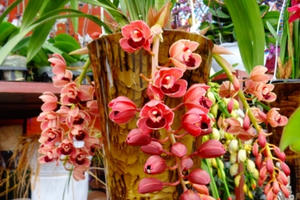 Hà Nam: Thành phố Phủ Lý rực rỡ sắc hoa xuân