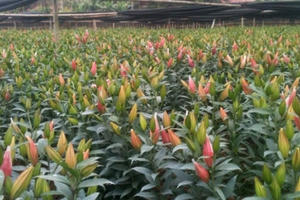 Hà Nội: Dân khốn đốn vì hoa Ly nở quá sớm