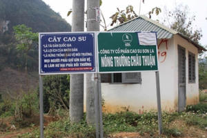 Sơn La: Công nhân công ty cao su ồ ạt nghỉ việc, người dân mong muốn điều gì? Sơn La: Công nhân công ty cao su ồ ạt nghỉ việc, người dân mong muốn điều gì?