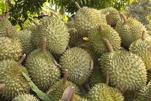 Khẩn trương hoàn thiện các báo cáo kỹ thuật gỡ “bài toán” xuất khẩu sầu riêng sang Trung Quốc.