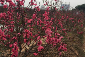 Hoa đào đồng loạt khoe sắc, nhà vườn tấp nập dọn vườn, đón Tết