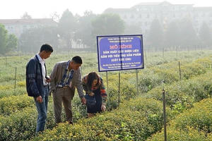 Dược Ngọc Linh tham gia mô hình sản xuất cây dược liệu Cúc chi gắn với tiêu thụ sản phẩm