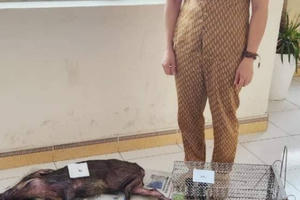 Hà Tĩnh: Phát hiện 1 phụ nữ vận chuyển gần 30 kg "hàng con" quý hiếm