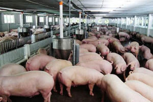 Không để dịch tả lợn châu Phi xâm nhập