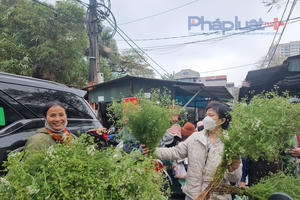 Vì sao người Việt thường tắm lá mùi già vào chiều 30 Tết?